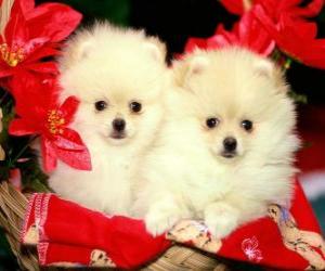 yapboz iki köpek Noel bitkiler yanında